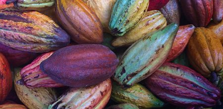 cocoa-pods-1424219_960_720