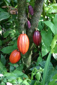 800px-Cocoa_Pods