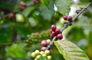The branch with fresh coffee with beans, farm in Bali