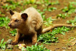 luwak